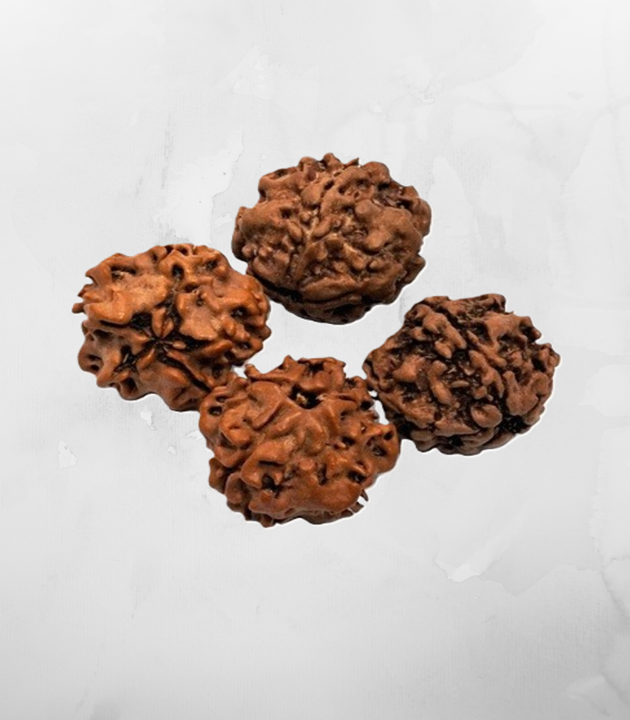 1 Mukhi Nepali Rudraksh
